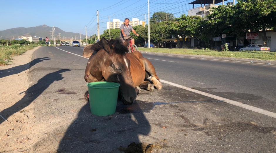 Animal que fue atropellado en la Troncal del Caribe fue abandonado y padeció durante varias horas