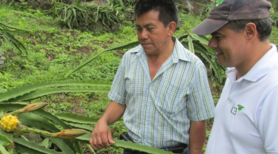 La entidad realizó una visita de inspección, vigilancia  y control para asegurar la condición fitosanitaria del cultivo. 