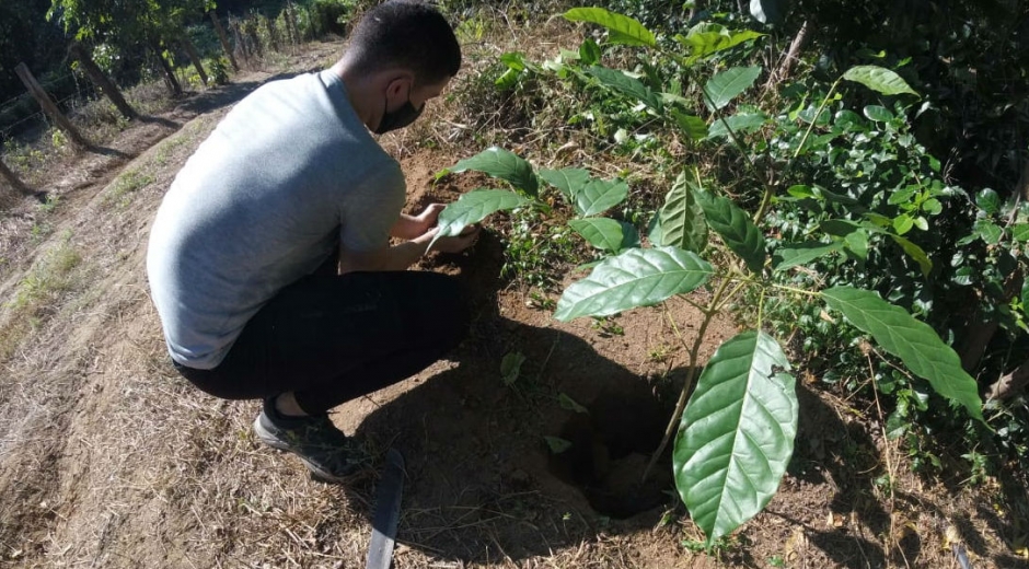 Plantación de árboles durante la campaña 'Santa Marta Siembra'.