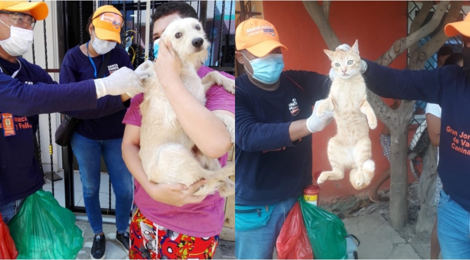 El consolidado del 12 al 30 de noviembre indica que fueron vacunados 24.992 animales y del 01 al 18 de diciembre otros 24.193.