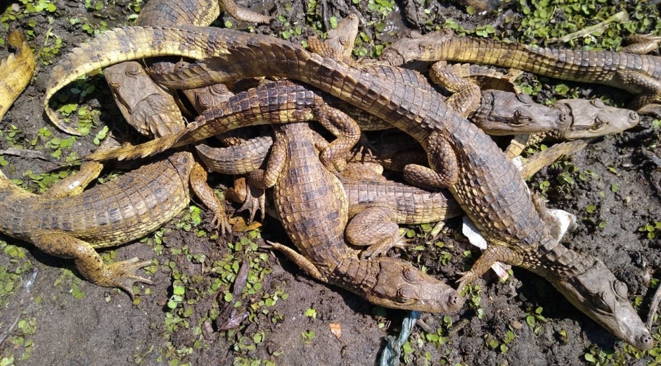 Twitter @CORPAMAG Rescate de babillas en Santa Bárbara de Pinto