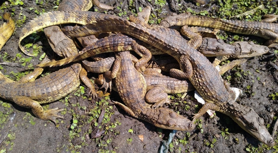 Rescate de babillas en Santa Bárbara de Pinto