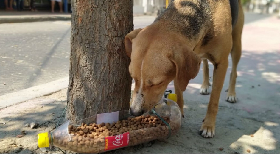 Defensores de los animales buscan ayuda para seguir alimentándolos.