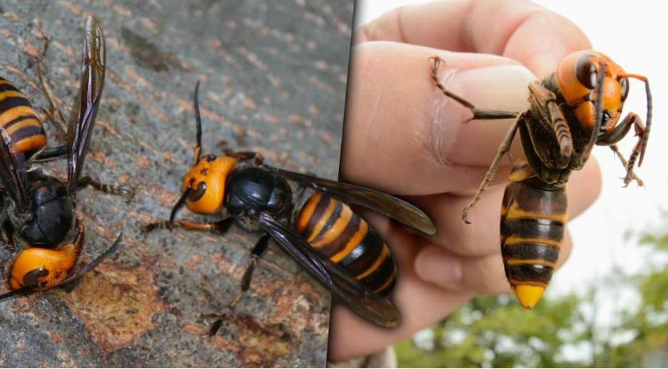 La preocupación además radica en que al ser aniquiladores de las abejas quienes cumplen un papel importante en el ecosistema con su proceso de polinización, estos avispones podrían afectar gravemente el medio ambiente, la producción alimenticia y la biodiversidad mundial.