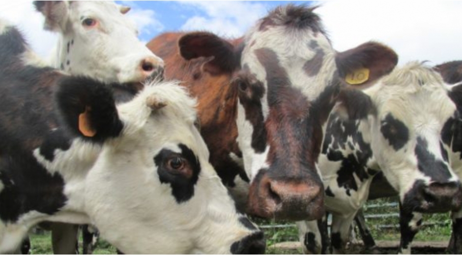 La vacunación se realizará, atendiendo el protocolo de bioseguridad para el manejo y control de riesgo del coronavirus, establecido por el Ministerio de Salud y Protección Social.