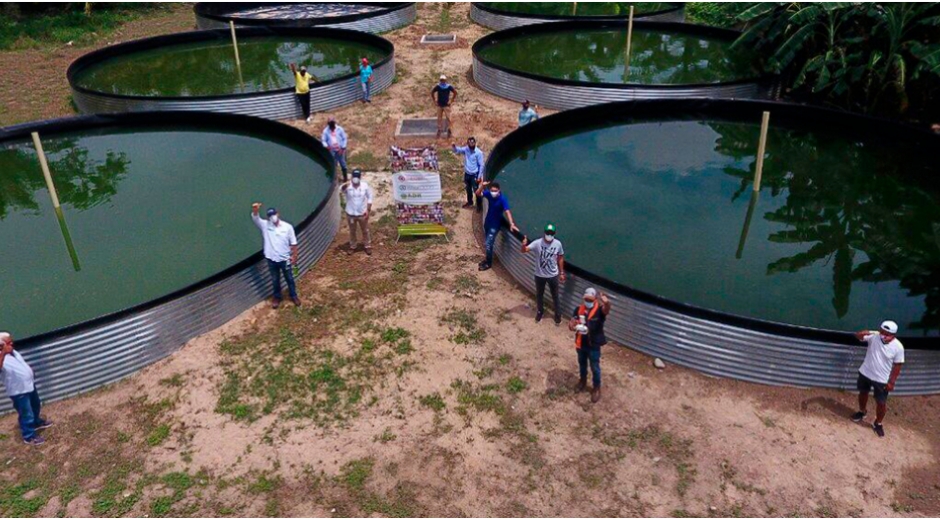 Mensualmente esperan obtener una producción de entre 8 y 12 toneladas del cultivo de Tilapia Roja.