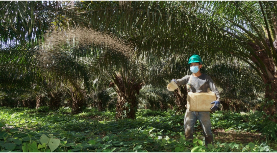 Actualmente, el aceite de palma participa con 64 % del mercado total de aceites y grasas del país.