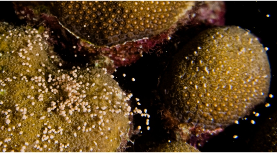 En cámara se registró el desove de colonias de corales en el Parque Nacional Natural Corales del Rosario y de San Bernardo. 