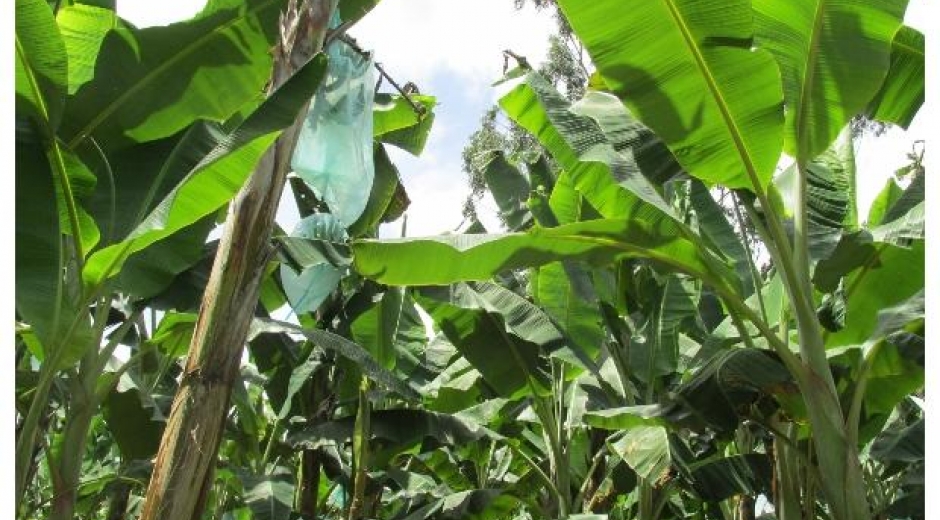 Es la primera exportación de plátano en fresco de este municipio risaraldense, donde los productores han adoptado las Buenas Prácticas Agrícolas