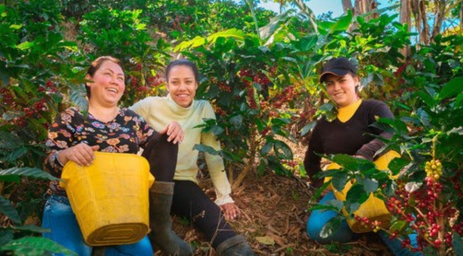 Podrás conocer todo lo relacionado con con el café de la Sierra Nevada