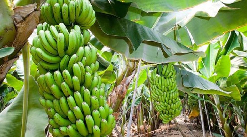 El fusarium r4 fue identificado en cultivos de banano caverdish.