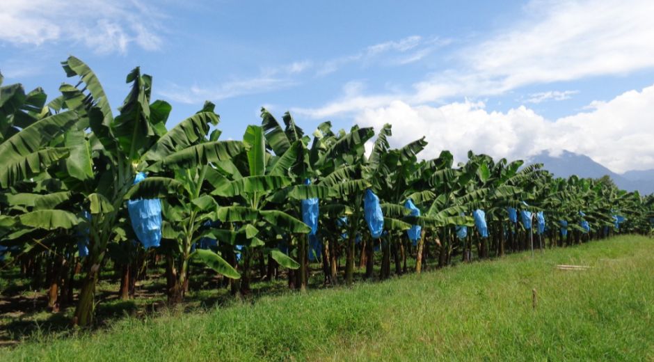 Este proyecto tendrá una duración de 2 años y busca beneficiar a 8.500 productores de banano y plátano en tres países.