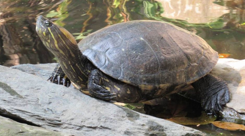 Cortesía Tortuga hicotea.