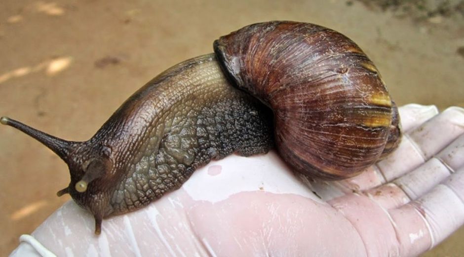 Caracol Africano