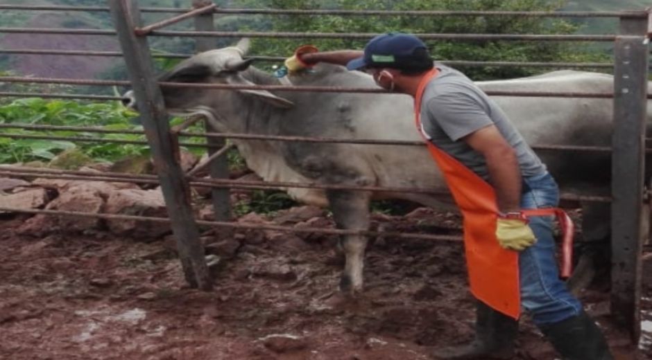 Los 27,4 millones de bovinos y bufalinos (27.422.732 animales) han sido vacunados.