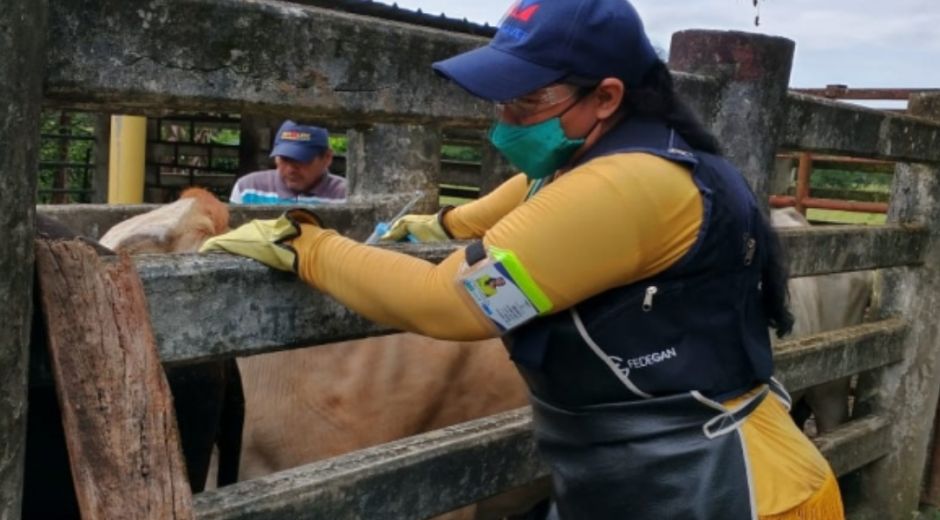 Arauca, Casanare y Guaviare, son los departamentos más sobresalientes en la inmunización contra fiebre aftosa.