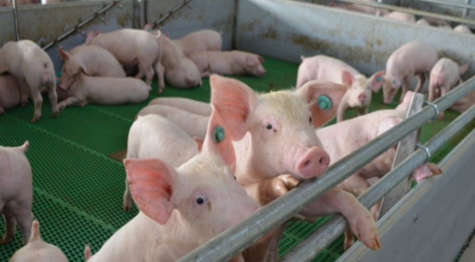 La PPA es una enfermedad viral de los porcinos, que afecta todos los grupos de edad y puede originar tasas de mortalidad hasta del 100%.