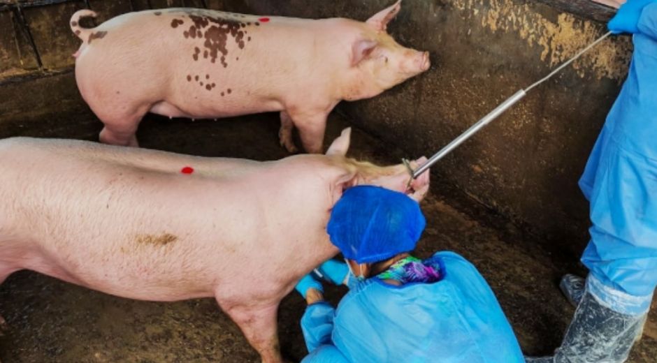 La PPA es una enfermedad que no se trasmite al ser humano por el consumo de carne porcina.