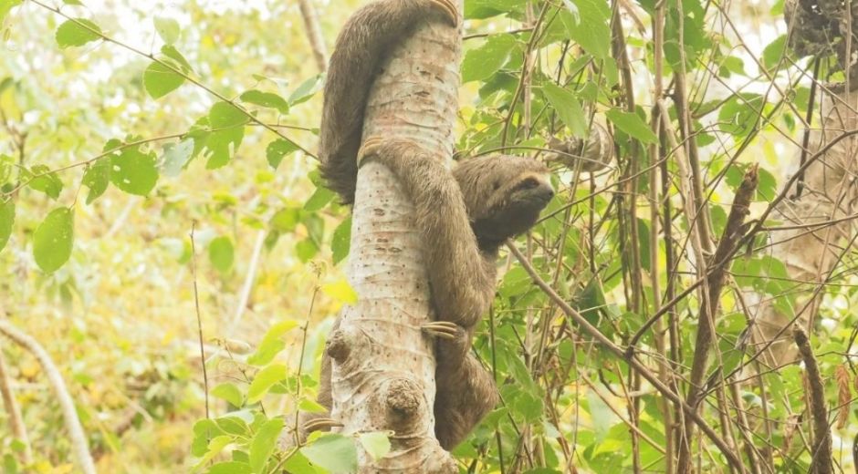 Para la Corporación es prioridad la conservación de la biodiversidad del Magdalena