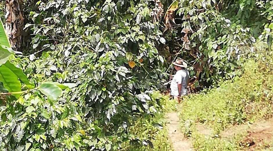 La cosecha está en riesgo porque hay pocos recolectores. 