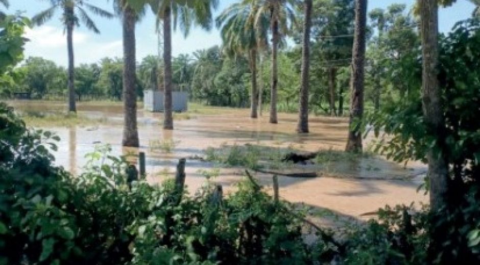 Así están algunas plantaciones. 