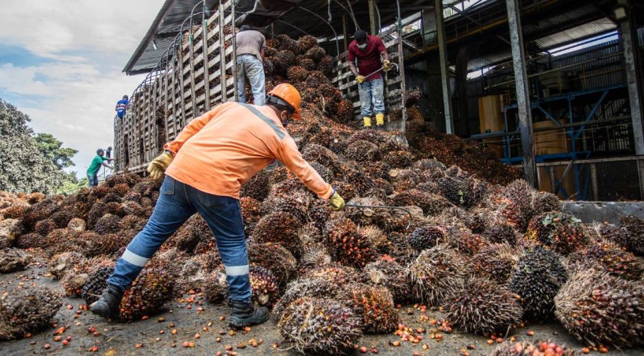  En lo corrido del año la producción de aceite de palma alcanzó 1.502 mil toneladas.