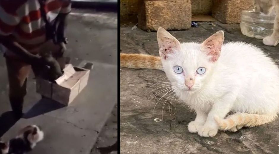 Animalistas alertaron que en el lugar hay un 
