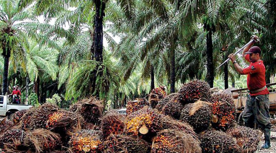 Agroindustria de la palma de aceite logra cifras récord en producción.