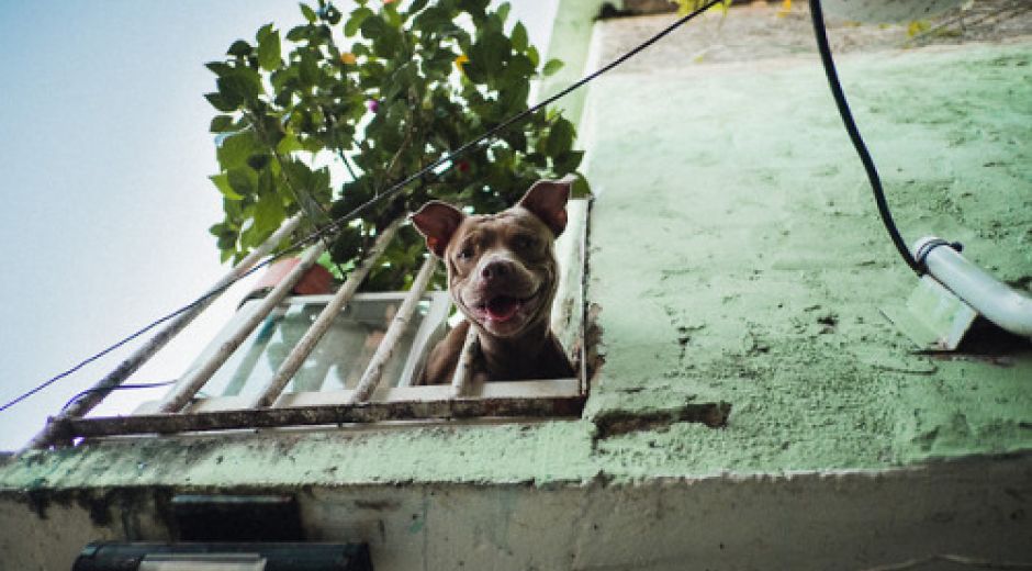 Los perros considerados como potencialmente peligrosos deben ser carnetizados.