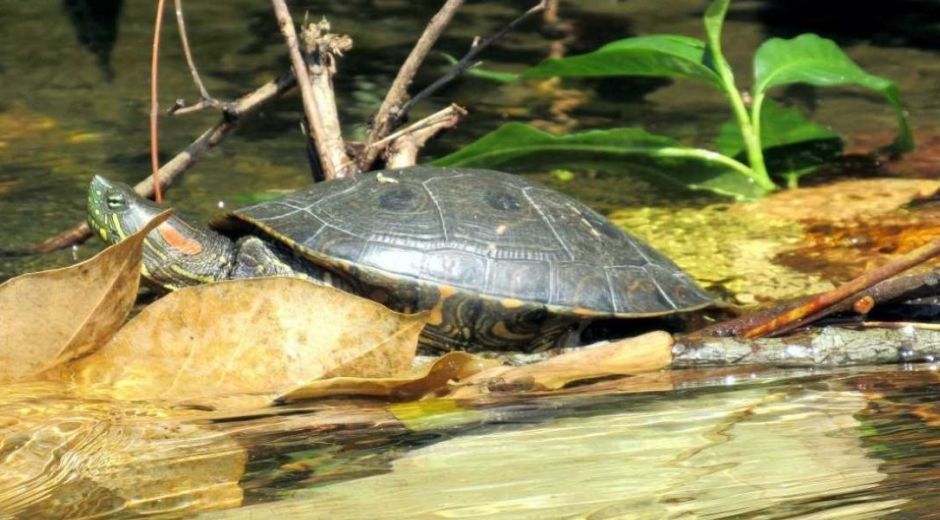 El consumo desmedido de especies silvestres disminuye su población y afecta los ecosistemas.