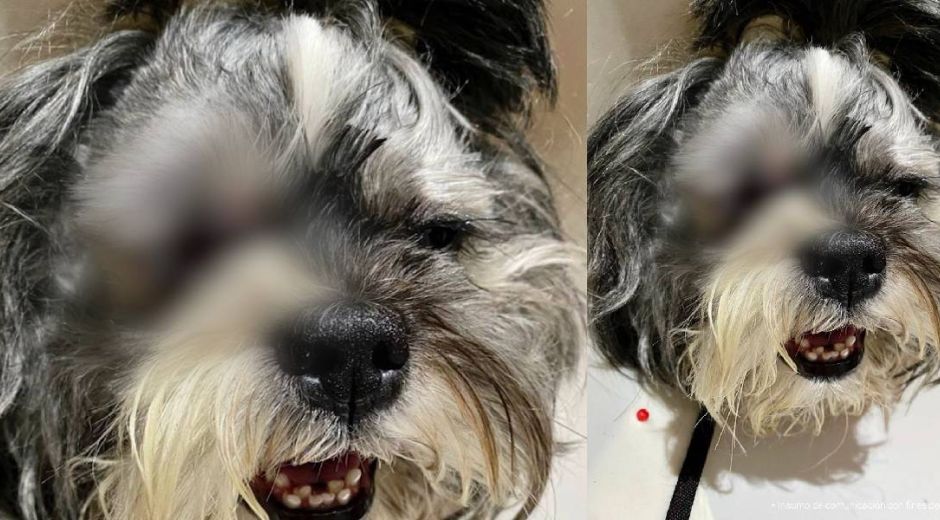 El perro perdió el ojo afectado por el tratamiento equivocado que le realizaron.