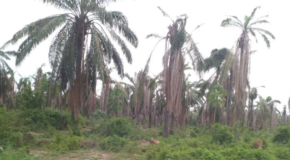 El considerable aumento de casos reportados de Pudrición del cogollo, PC, en tres municipios de la Zona Norte generó alerta por parte de Cenipalma.