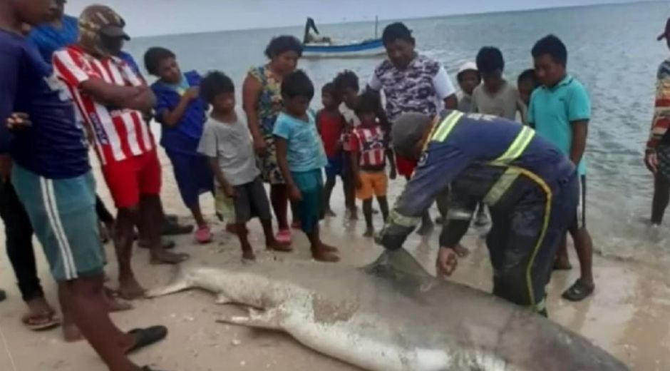 Tiburón cazado en la Alta Guajira.