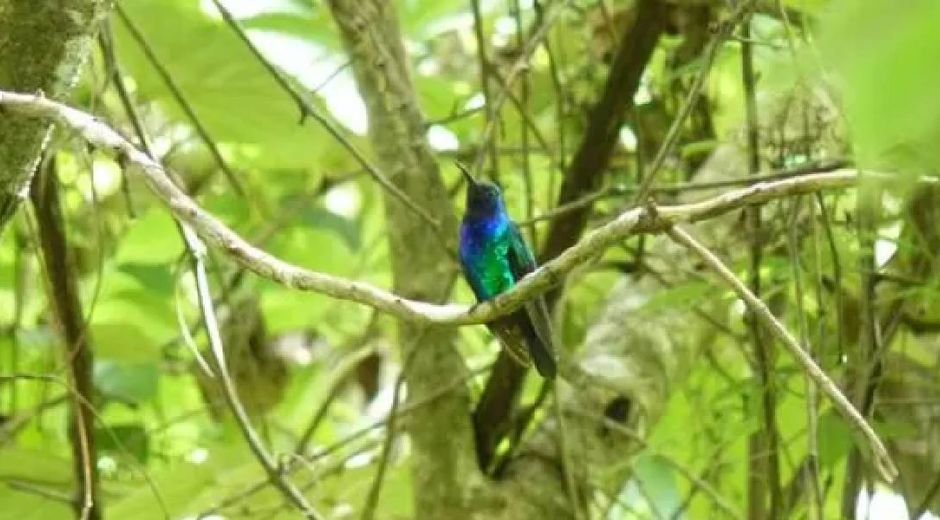 Campylopterus phainopeplus