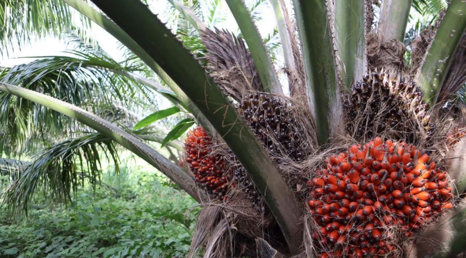 En julio de 2022, 85% de las ventas de aceite de palma se destinaron al mercado local.