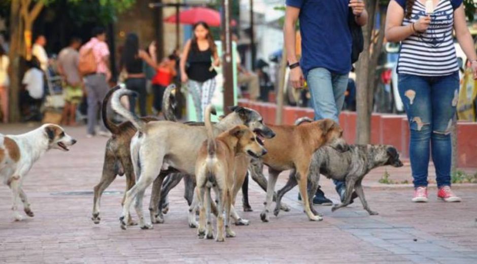 Animales callejeros