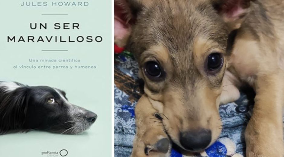 El libro brinda una mirada científica a la relación entre perros y humanos.