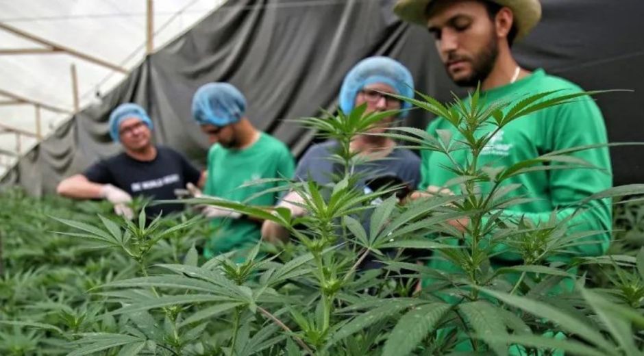 Cultivo de marihuana de uso legalizado, imagen de referencia.