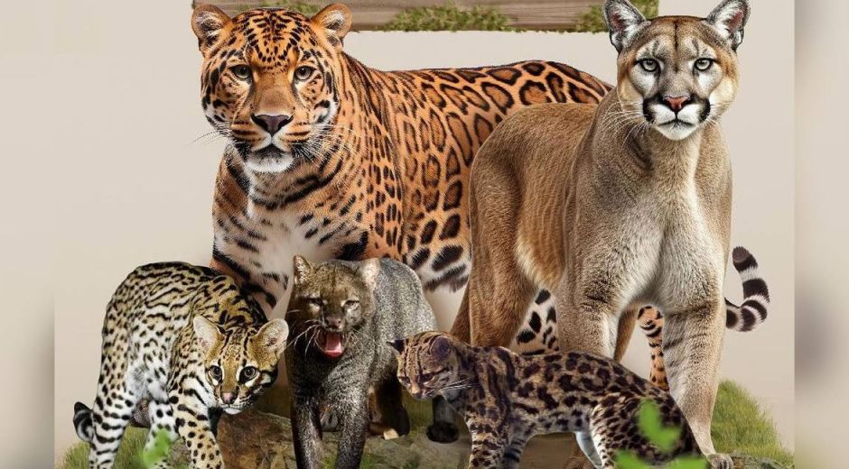 Estas son las especies de felinos que hay en el Magdalena.