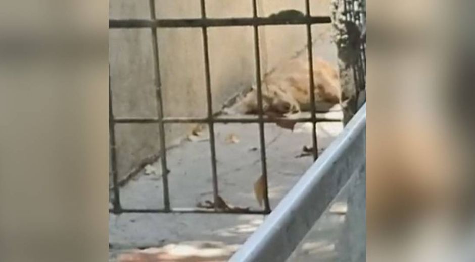 Perrito que fue arrojado en contenedor tras su muerte.