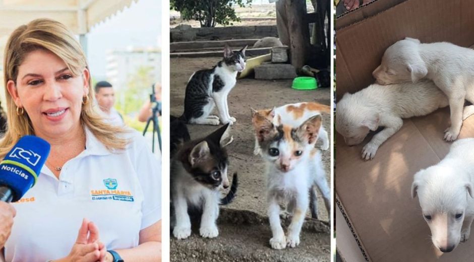 Tampoco se ha definido cuándo habilitarán el Centro de Bienestar Animal que a través de un fallo, se ordenó construir.