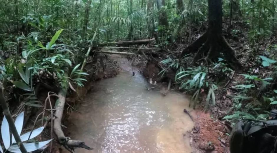 Imagen de contexto / selva del Guaviare.