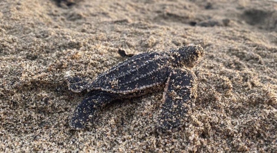 Una de las tortugas que nacieron.