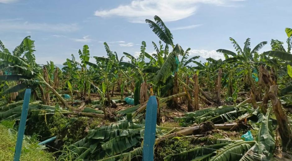 Afectación en cultivos de banano.