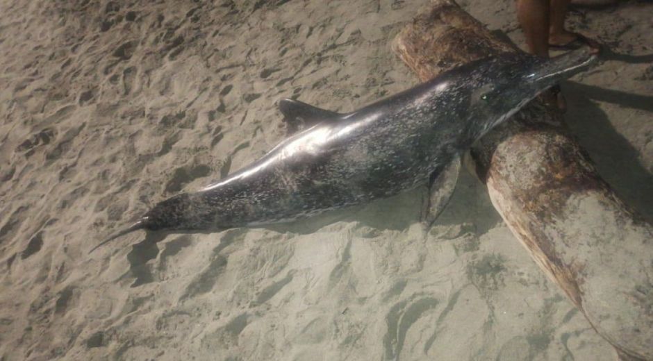 Cortesía Delfín hallado en Puerto Gaira