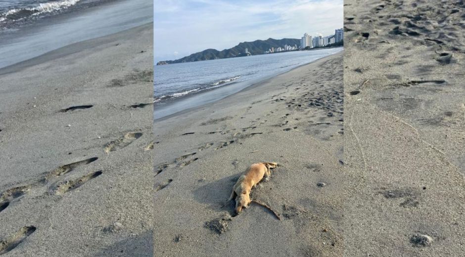 Cortesía Envenenamiento de perritos en Salguero.