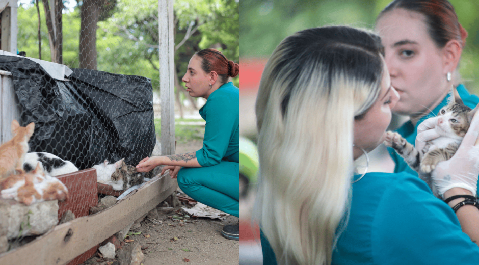 Rescate gatos abandonados