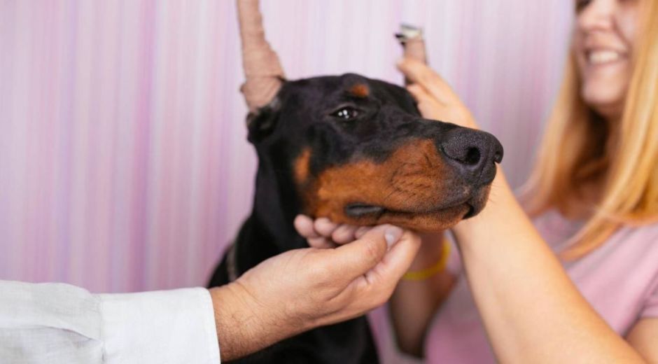 Mutilaciones en mascotas.