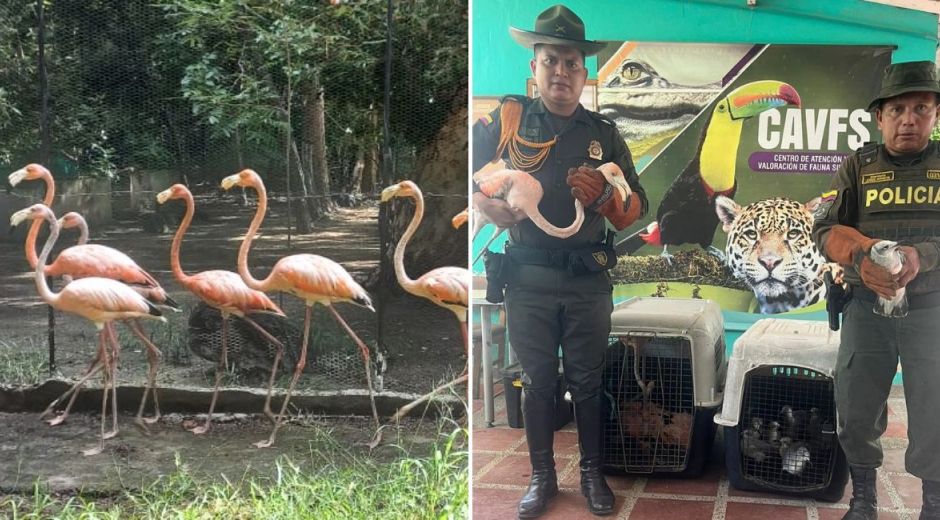 cortesía. Recuperación de aves en un patio de una vivienda en Sevillano