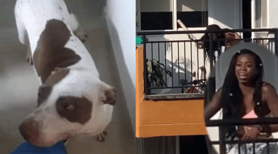 Aberrante caso de maltrato animal: Mujer golpeó con un palo a una perrita